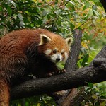 Red Panda