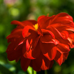 Lovely red flower - Rhodope Mountains