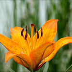 a wild lily [Giglio rosso - Lilium bulbiferum]