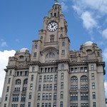 Liver building