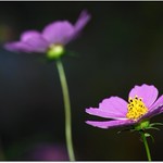 Beauty is truth's smile...