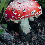Magic Mushroom