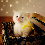 I'm Your Gift For 2009