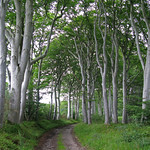 Beech Sentinels