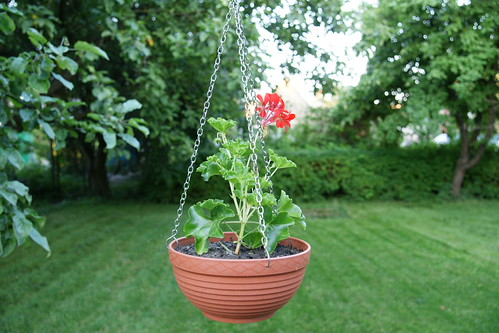 Sony @700 bandymai 2008-07-02 003