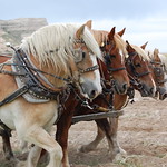 Horse team helping plow potatoes