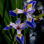 Wild Iris