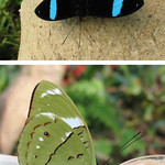 Blue Banded Nymph Nessaea aglaura