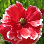 Papaver, Poppy