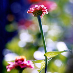 0710 Guardian 192/365