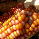 indian corn