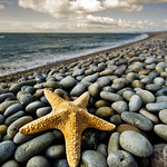 1983... (a merman I should turn to be)