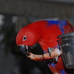 Good to the last licking!