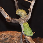 Waxy Monkey Face Frogs