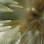 dandelion head