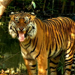 Binjai, The Female Sumatran Tiger flehming, or flehmening