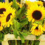 Sunflowers, Munich market