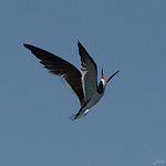 Black Skimmer