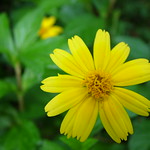 2008_03_09 Yellow Flower