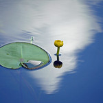 LILY IN THE SKY WITH DIAMONDS