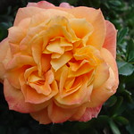 Take Time To Smell The Flowers