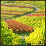 Take a Break from everyday Life in Nature ... Vineyard Fall Colors - Landscape in Germany