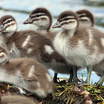 Australian Wood Duck