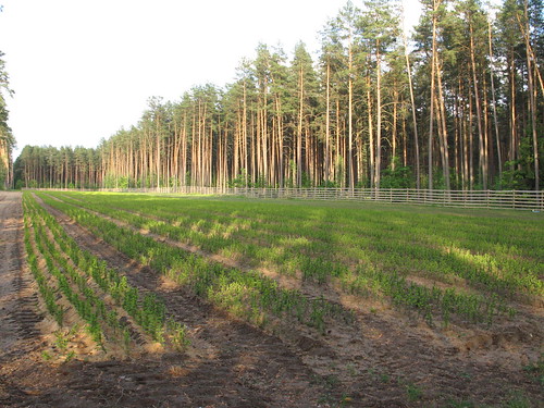 Sodinukai 2008-06-12 (1)