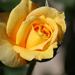 Rose_Yellow