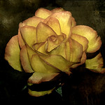 Roses Don't Speak, but They Tell you Stories