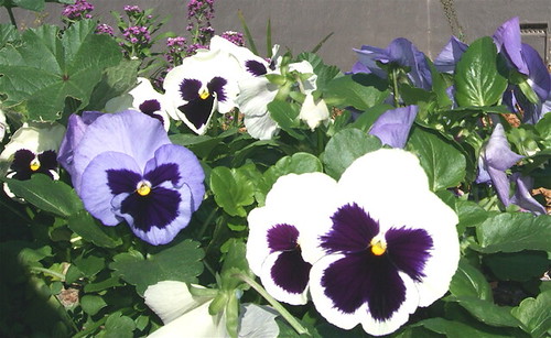 pansies