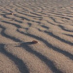 sandy ripples