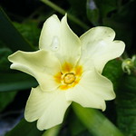 Pretty Primrose.