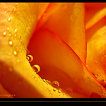 Plant your own garden and decorate your own soul, instead of waiting for someone to bring you flowers.