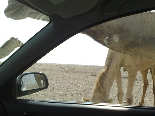 Surrounded by Camels