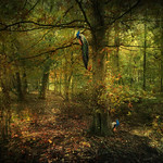 The Peacock and Juno