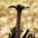 Oh King! Your crown, they may never see..