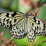 Paper kite Butterfly