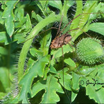 Harvestman Spider On Poppy Bud (Opiliones)