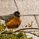 fluffy_robin