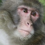 Macaque