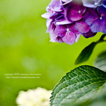 Pretty, pretty green