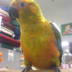 Sun Conure