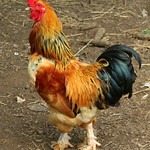 Rooster