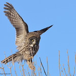 Chouette lapone / Great Gray Owl
