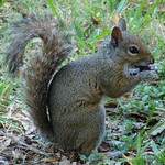Gray Squirrel