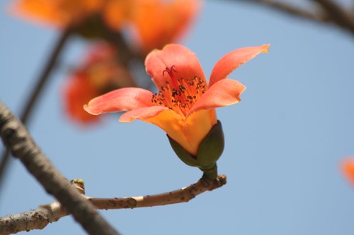 香港木棉花香港年再無冬天 前天文臺臺長揭示木棉樹花葉並存不尋常警告 Rjrsw