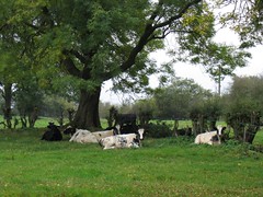 Cows