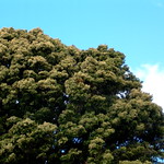 New Zealand tree