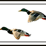 Two Drakes A-Winging*